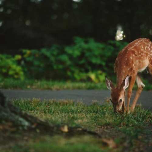 deer2 – Copy deer2 - Copy
