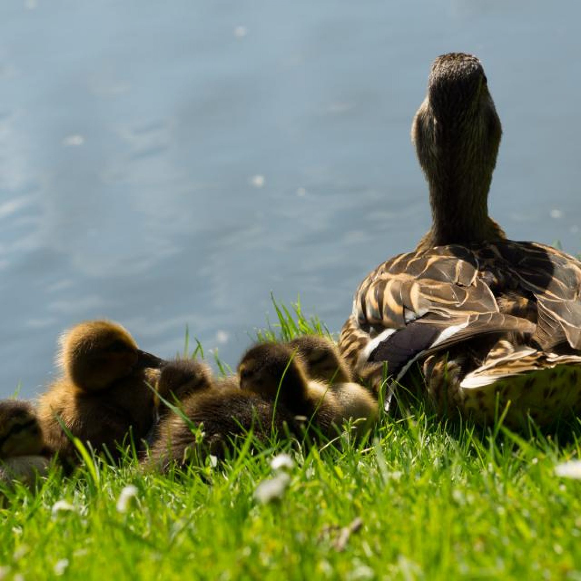 duck3 – Copy duck3 - Copy